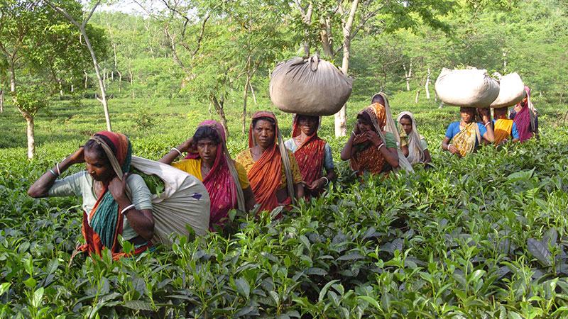 চা উৎপাদনে আশা জাগাচ্ছে নিয়মিত বৃষ্টিপাত