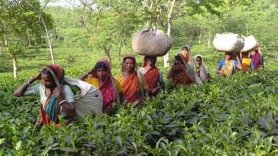 চা উৎপাদনে আশা জাগাচ্ছে নিয়মিত বৃষ্টিপাত