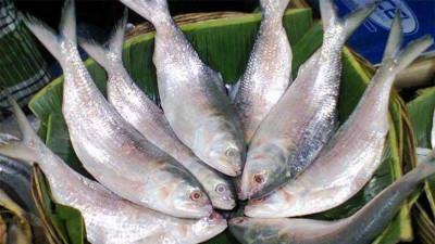 কাঙ্ক্ষিত পরিমাণ ইলিশ মিলছে না বরিশাল অঞ্চলে