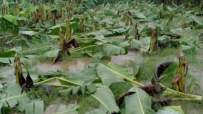 সাড়ে পাঁচ বিঘা জমির কলাগাছ কাটল দুর্বৃত্তরা