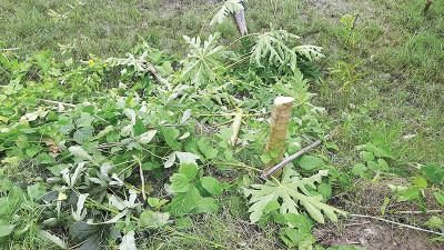 বাগেরহাটে বনায়ন রক্ষার অজুহাতে কৃষকের সবজি গাছ কেটে নষ্ট