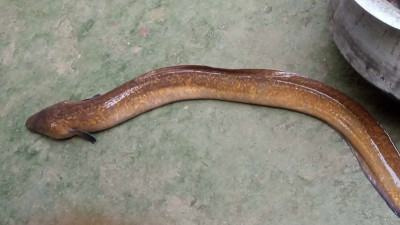 কুড়িগ্রামে ধরা পড়ল বিরল প্রজাতির ইল ফিশ
