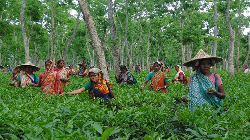 পঞ্চগড়ে কার্যক্রম শুরু হচ্ছে দেশের তৃতীয় চা নিলাম কেন্দ্রের