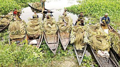 কর্মহীন কৃষকের আয়ের উৎস আড়িয়ল বিলের শাপলা
