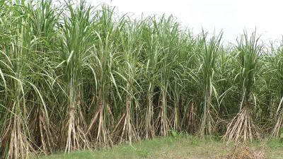 ঘুরে দাঁড়ানোর আশা নাটোরের দুই চিনিকল কর্তৃপক্ষের
