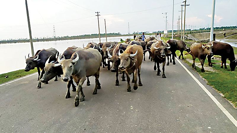 মিরসরাইয়ে চারণভূমি সংকট মহিষ কমেছে ৪৩ শতাংশ