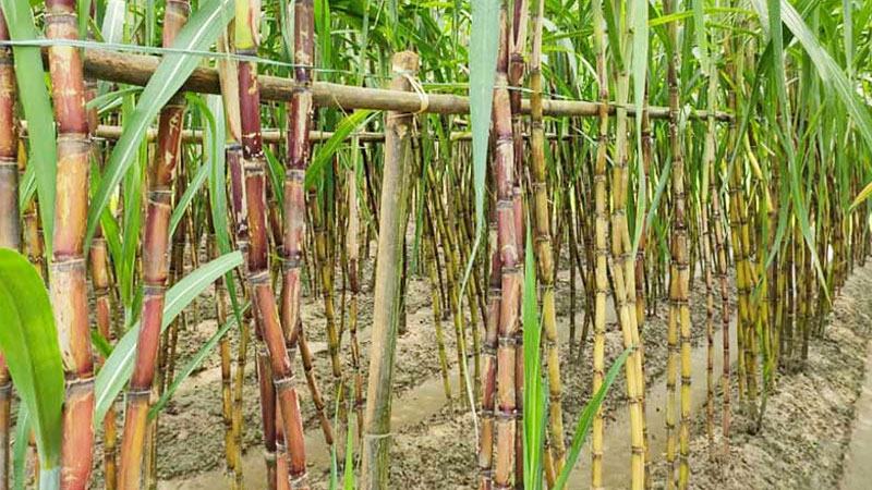 চাঁদপুরে আখ চাষের লক্ষ্যমাত্রা ছাড়িয়েছে