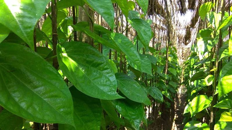 মিরসরাইয়ে এক দশকে পান চাষ কমেছে ৯৫ শতাংশ