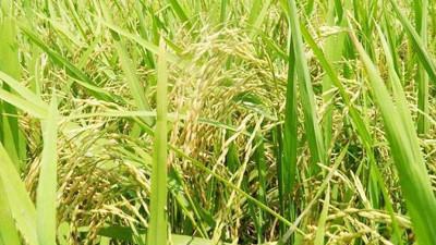 চুয়াডাঙ্গায় প্রথমবারেই ব্রি ৯৮ চাষে আশানুরূপ ফলন