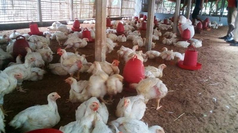 মিরসরাইয়ে লোকসানে কমছে পোলট্রি খামার
