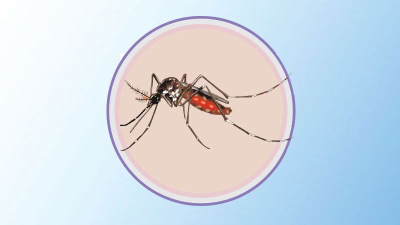 ভারত ও মিয়ানমার সীমান্তে ম্যালেরিয়া রোগী বেশি