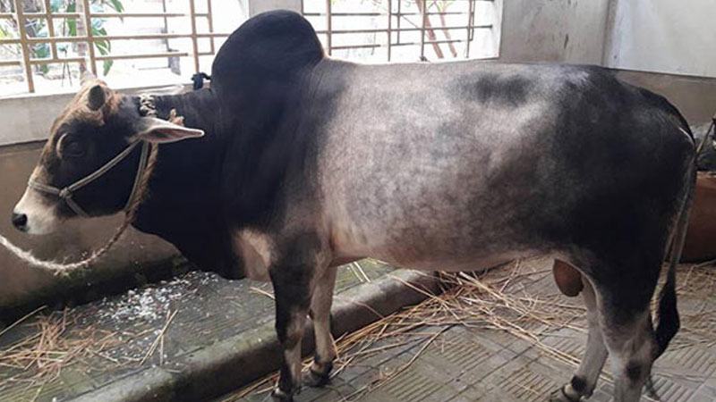 যশোরে গরুর ক্ষুরা রোগ ভ্যাকসিন সংকট