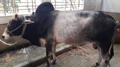 যশোরে গরুর ক্ষুরা রোগ ভ্যাকসিন সংকট