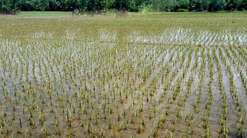 সিরাজগঞ্জে বন্যায় ৫ কোটি টাকার ফসল নষ্ট