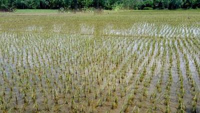 সিরাজগঞ্জে বন্যায় ৫ কোটি টাকার ফসল নষ্ট