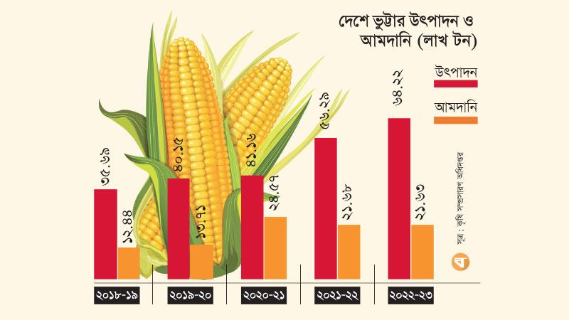 বহুমুখী ব্যবহারে বাড়ছে ভুট্টার চাহিদা ও আবাদ