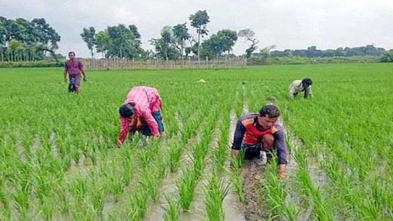 লালমনিরহাটে লক্ষ্যমাত্রা ছাড়িয়েছে আমন ধান চাষ