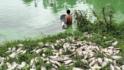 পুকুরে গ্যাস ট্যাবলেট দিয়ে মাছ মেরে ফেলার অভিযোগ