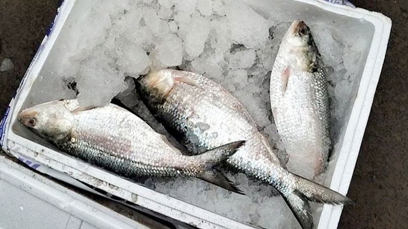 বেনাপোল দিয়ে ৯ দিনে ভারতে ৬০০ টন ইলিশ রফতানি