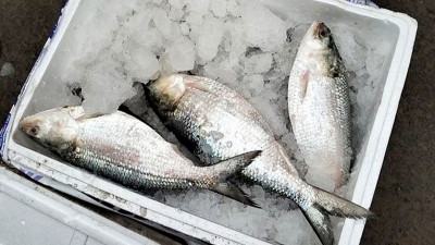 বেনাপোল দিয়ে ৯ দিনে ভারতে ৬০০ টন ইলিশ রফতানি