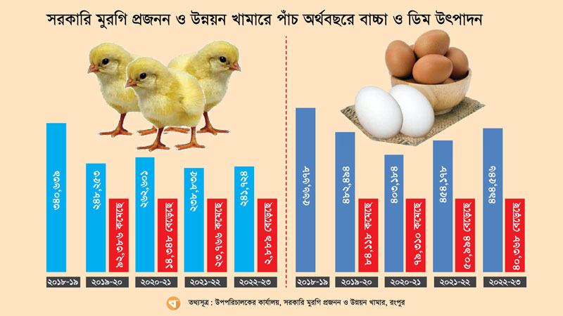 মুরগির বাচ্চা উৎপাদন কমেছে ৩৬ শতাংশ, ডিম কমেছে ৩১%
