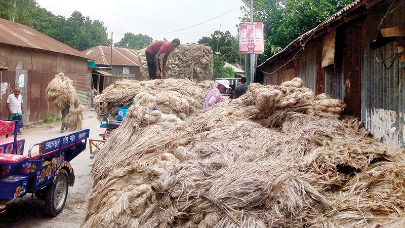 বগুড়ায় পাট বিক্রিতে লাভ কমেছে চাষীদের