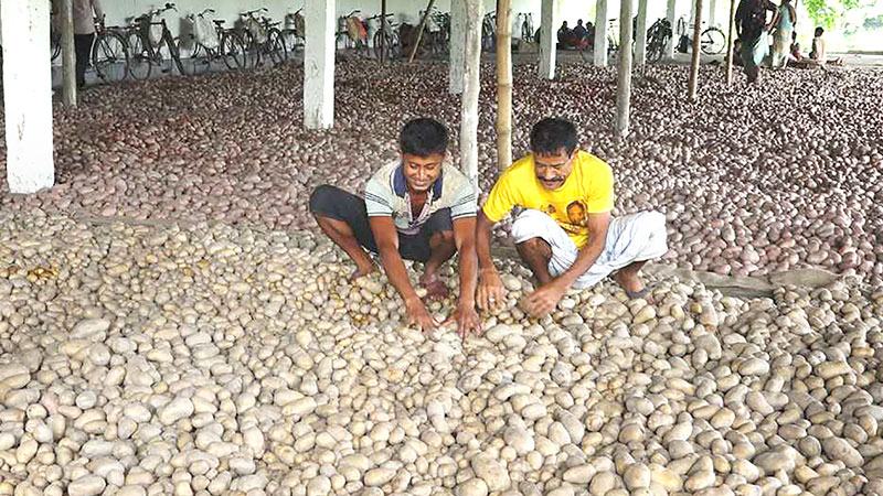 রংপুরে বীজআলু উদ্বৃত্ত থাকলেও কারসাজির শঙ্কা কৃষকের