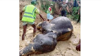 কক্সবাজারে বাচ্চা হাতির মরদেহ উদ্ধার