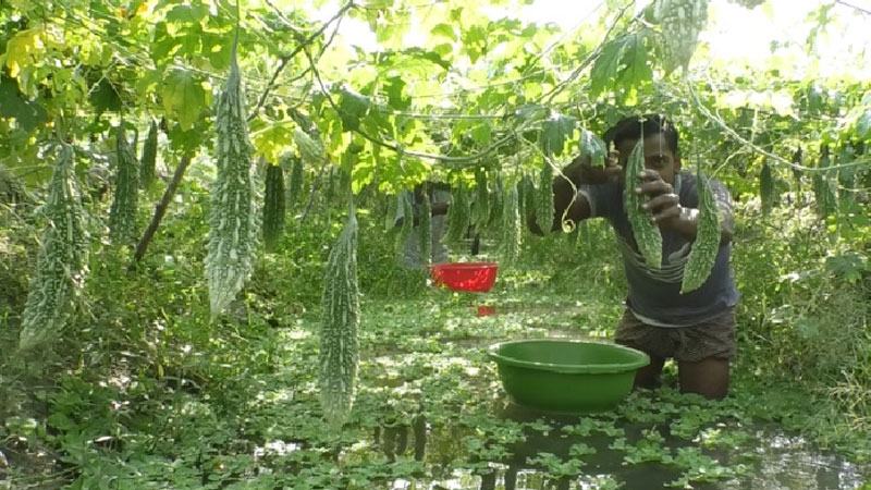মিরসরাইয়ে কমতে পারে বোরো ও সবজি আবাদ