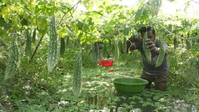 মিরসরাইয়ে কমতে পারে বোরো ও সবজি আবাদ