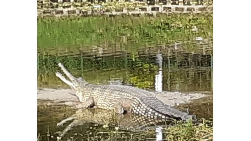নদীর নাব্য হ্রাস ও দূষণে বিপন্ন ঘড়িয়াল