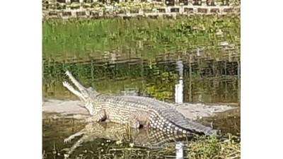 নদীর নাব্য হ্রাস ও দূষণে বিপন্ন ঘড়িয়াল