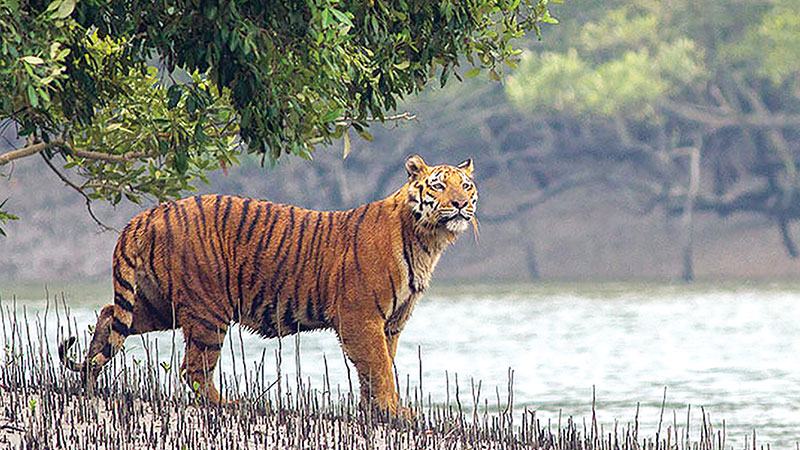 সুন্দরবনে শুরু হয়েছে বাঘ জরিপ