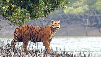 সুন্দরবনে শুরু হয়েছে বাঘ জরিপ