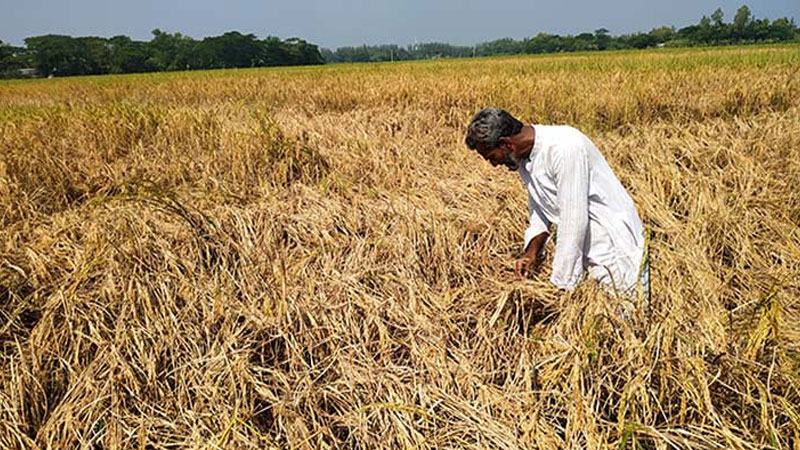সাতক্ষীরায় পাকা ধানে কারেন্ট পোকার আক্রমণ