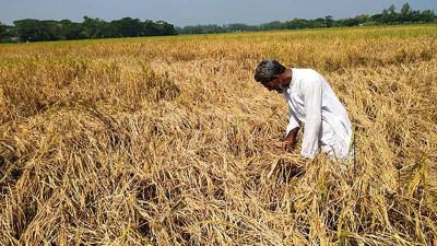সাতক্ষীরায় পাকা ধানে কারেন্ট পোকার আক্রমণ