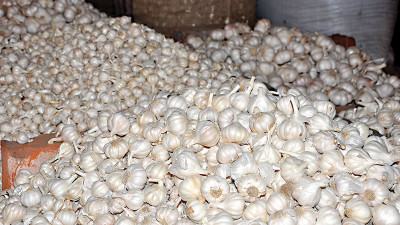 ৬ জেলায় ৫৯ হাজার টন রসুন উৎপাদনের প্রত্যাশা