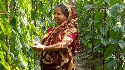 সাতক্ষীরায় চলতি বছর পান চাষ বেড়েছে