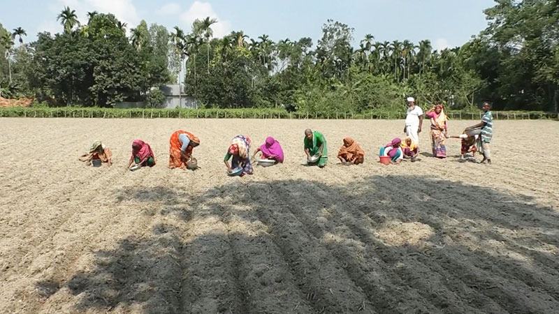 কুড়িগ্রামে সাত হাজার হেক্টরে আলু চাষের লক্ষ্য