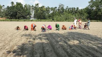 কুড়িগ্রামে সাত হাজার হেক্টরে আলু চাষের লক্ষ্য