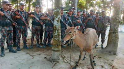 ঠাকুরগাঁওয়ে বিলুপ্তপ্রায় নীলগাই উদ্ধার