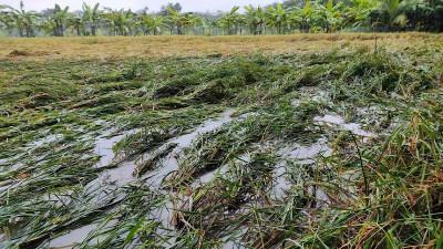 বাগেরহাটে টানা বর্ষণে বিপাকে বোরো চাষি, আমনেও শঙ্কা