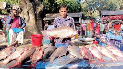 বগুড়ায় নবান্নের মাছ মেলায় কোটি টাকার কেনাবেচা