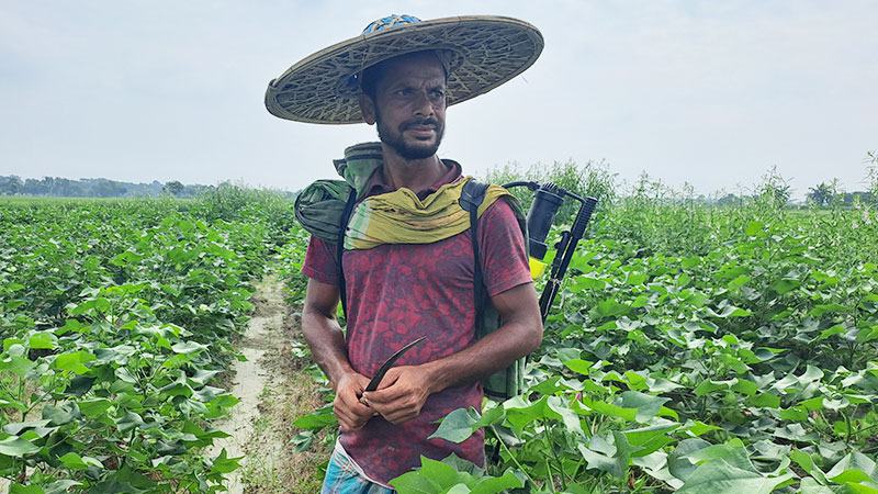 ৭০ হেক্টর জমিতে ৬ হাজার ৮৮০ মণ তুলা উৎপাদনের প্রত্যাশা