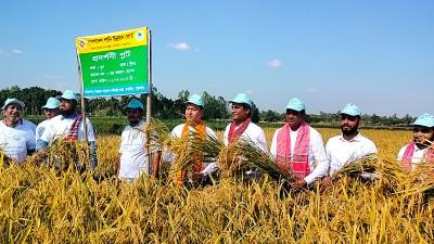 ঠাকুরগাঁওয়ে ধান কাটা ও মাঠ দিবস