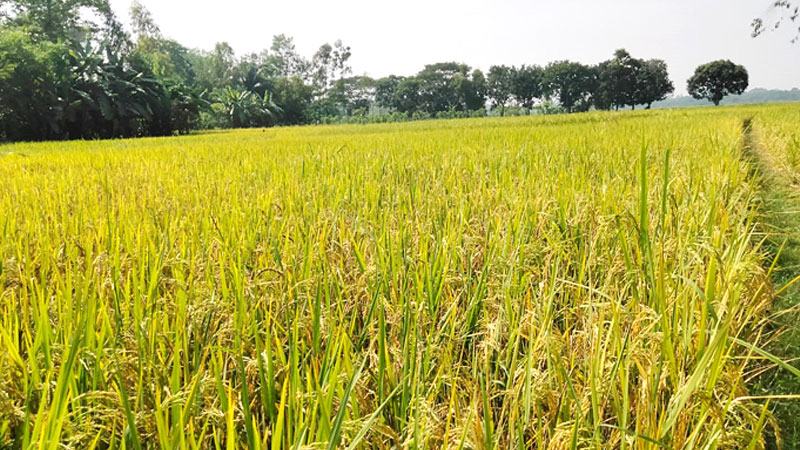 মিরসরাইয়ে পাঁচ বছরে আমন আবাদ কমেছে ৮০০ হেক্টর
