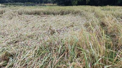 ঘূর্ণিঝড়ে চট্টগ্রাম কৃষি অঞ্চলে ৯১ হাজার কৃষক ক্ষতিগ্রস্ত