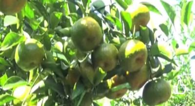 ব্রাহ্মণবাড়িয়ায় বাণিজ্যিক ভাবে কমলা চাষ করছেন প্রবাস ফেরত আলমগীর
