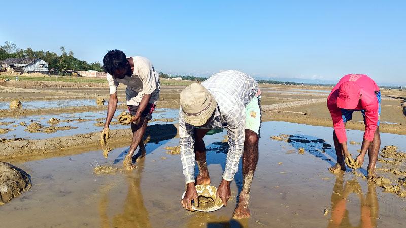 ২৫ লাখ টন লবণ চাষের লক্ষ্য নিয়ে মাঠে চাষীরা
