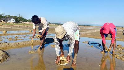 ২৫ লাখ টন লবণ চাষের লক্ষ্য নিয়ে মাঠে চাষীরা